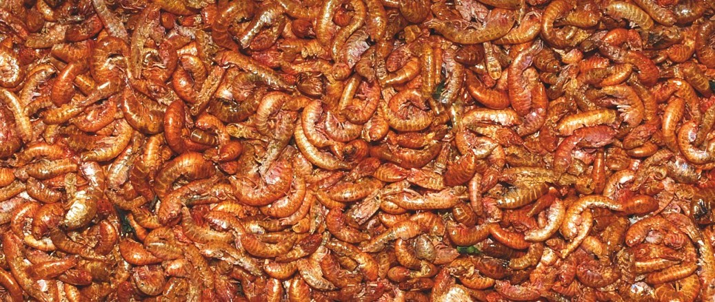 Přírodní krmivo krevety 1,5-2 cm Přírodní krmivo krevety 1,5-2 c